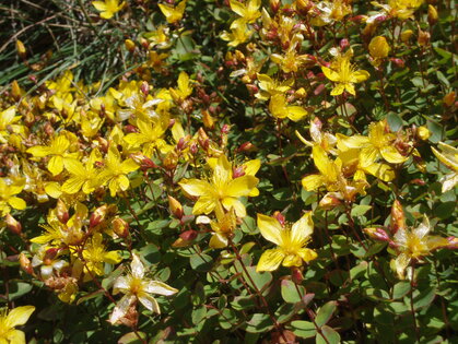 Johanniskraut P8171901