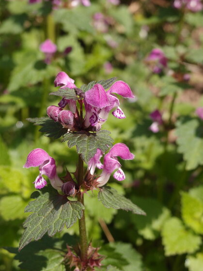 Gefleckte Taubnessel am Rand einer schmalen Strasse P4158628