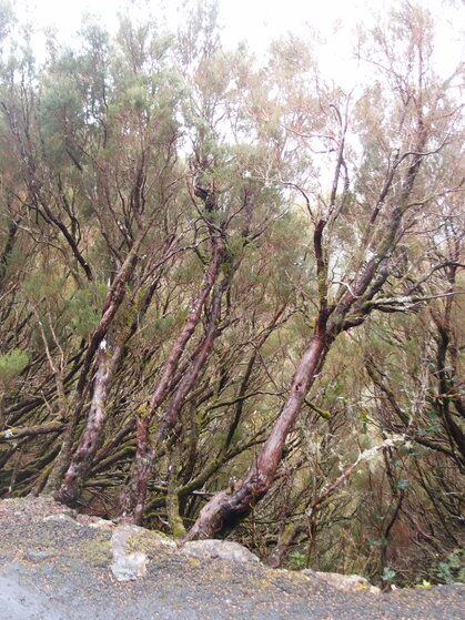 Riesenerika P4073212